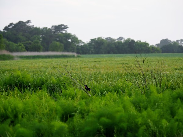 Representative image for Wallops Island, Virginia