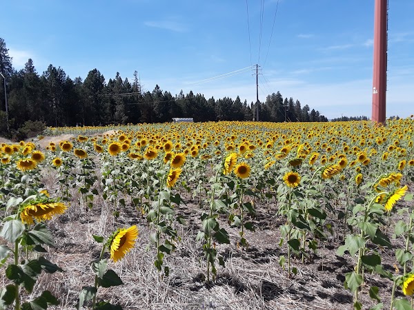 Representative image for Deer Park, Washington