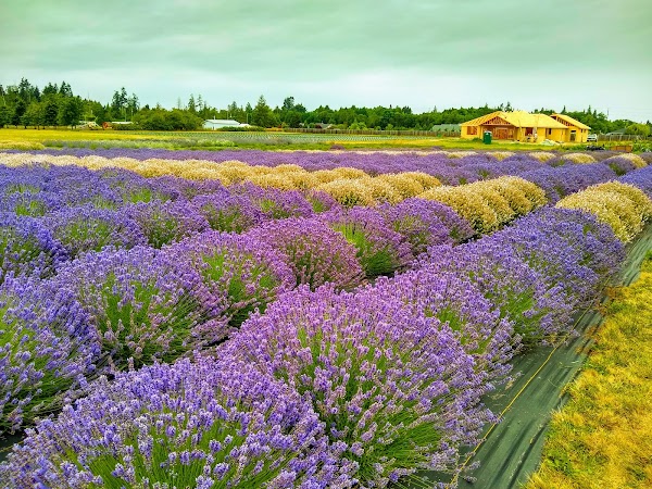 Representative image for Sequim, Washington