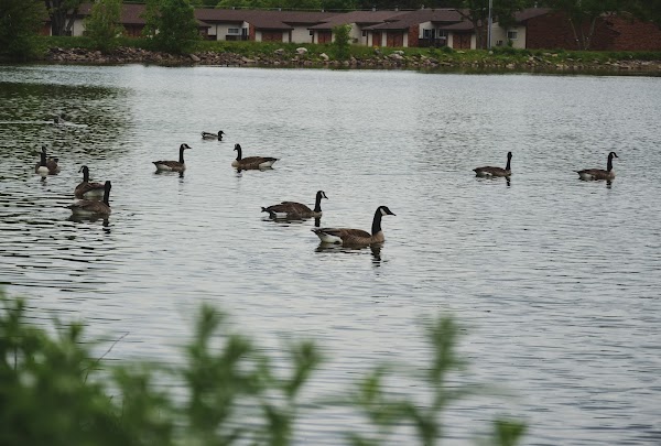Representative image for Marshfield, Wisconsin